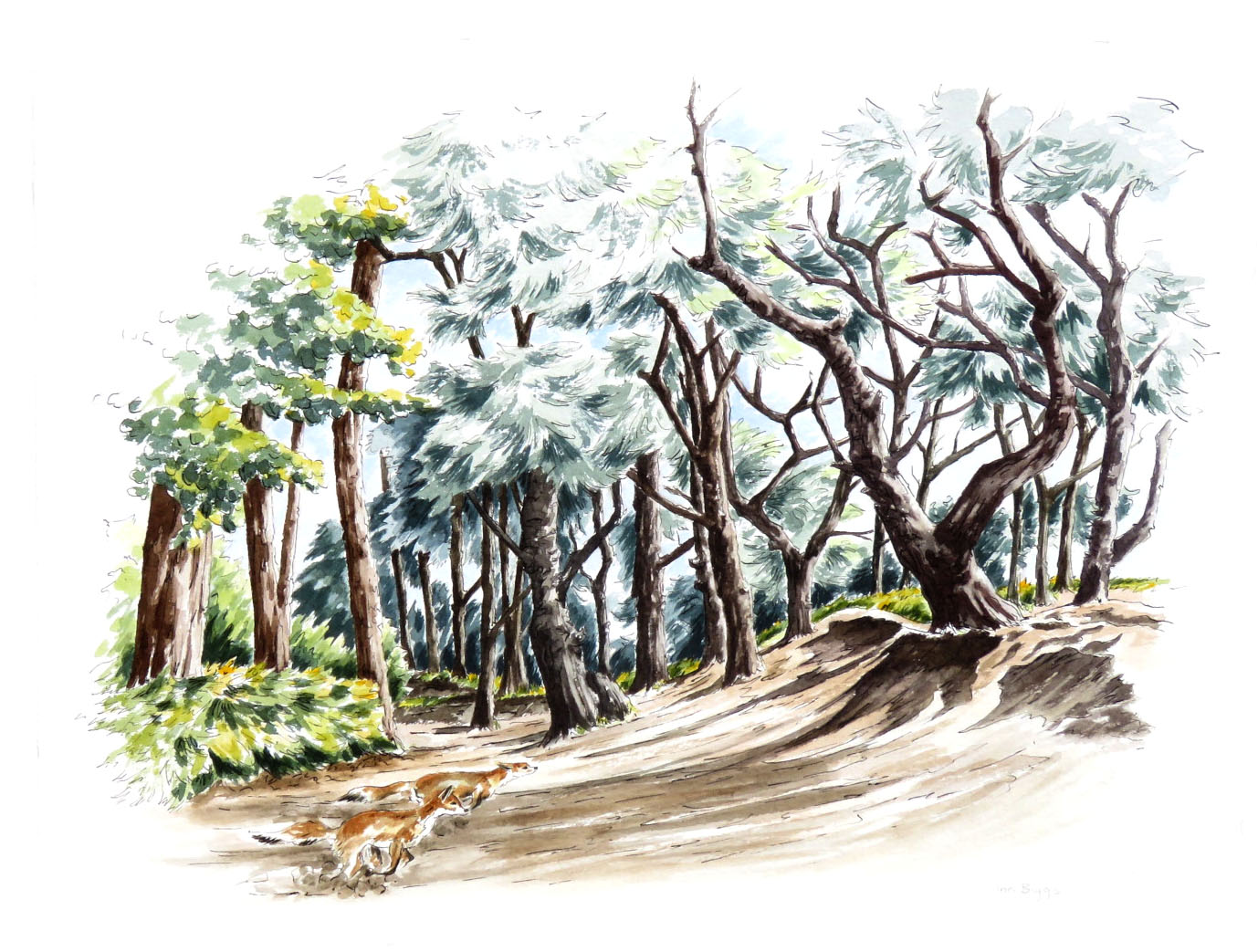 Foxes Brownsea